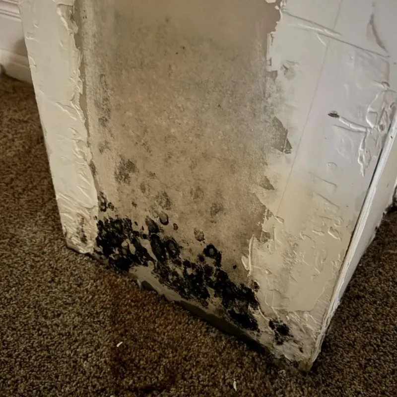 Professional Mold Removal in Camden County, NJ